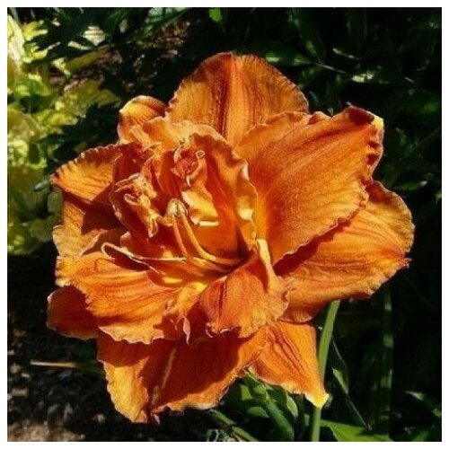 Саженец Лилейник гибридный Даблишес