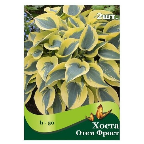 Хоста Отем Фрост /2 шт/