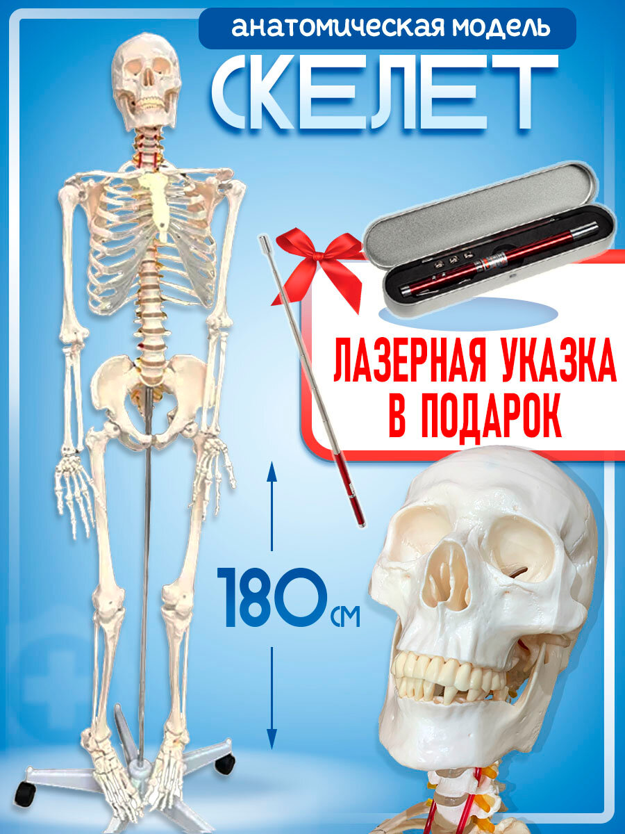 Анатомическая модель скелет человека 180см в натуральную величину, лазерная указка 3 в 1 в комплекте