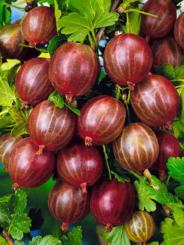 Изображение товара Крыжовник Десертный (2 шт) / многолетний, морозостойкий сорт