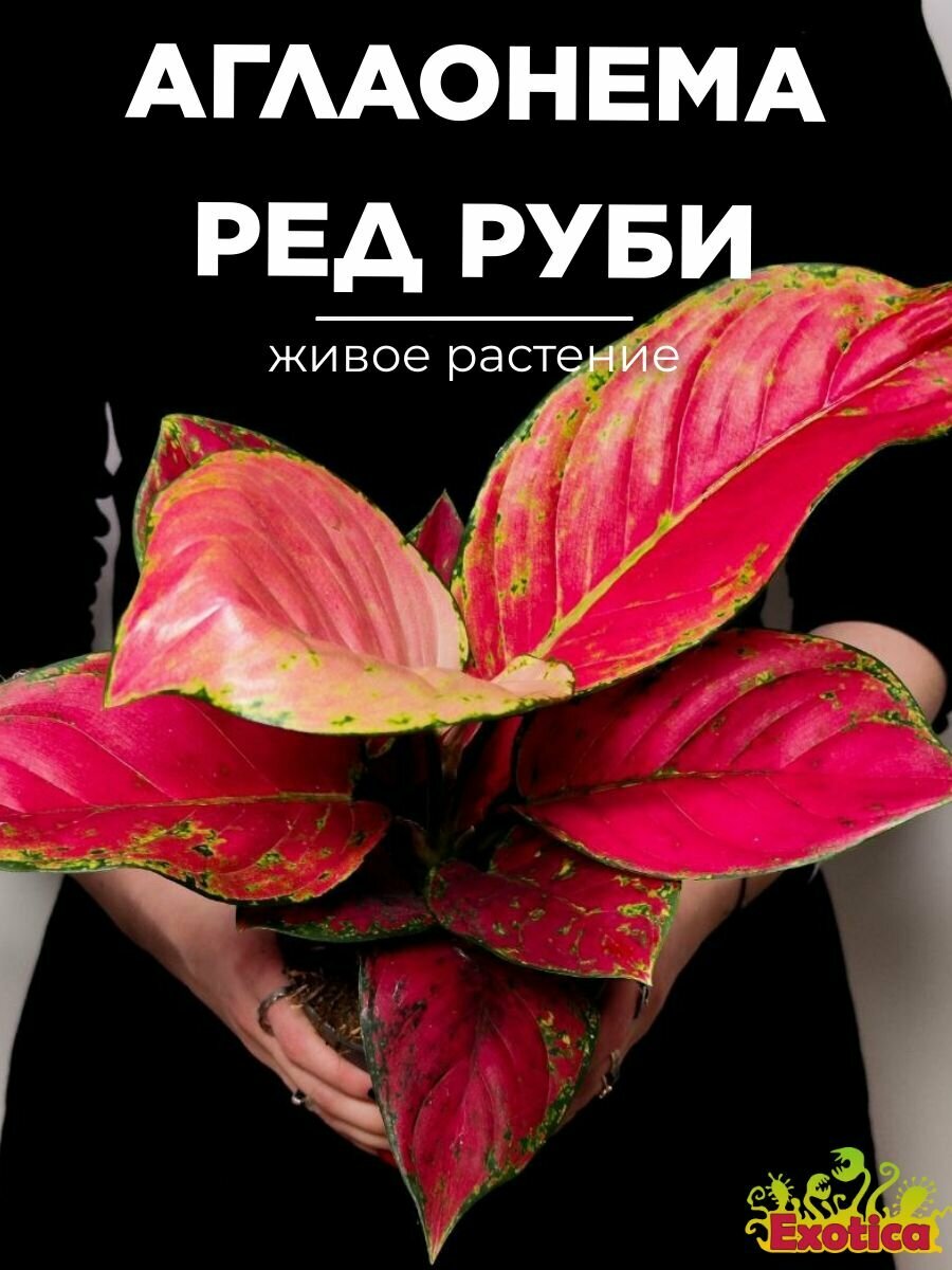 Аглаонема Ред Руби (Aglaonema Red Ruby) D12см домашнее растение