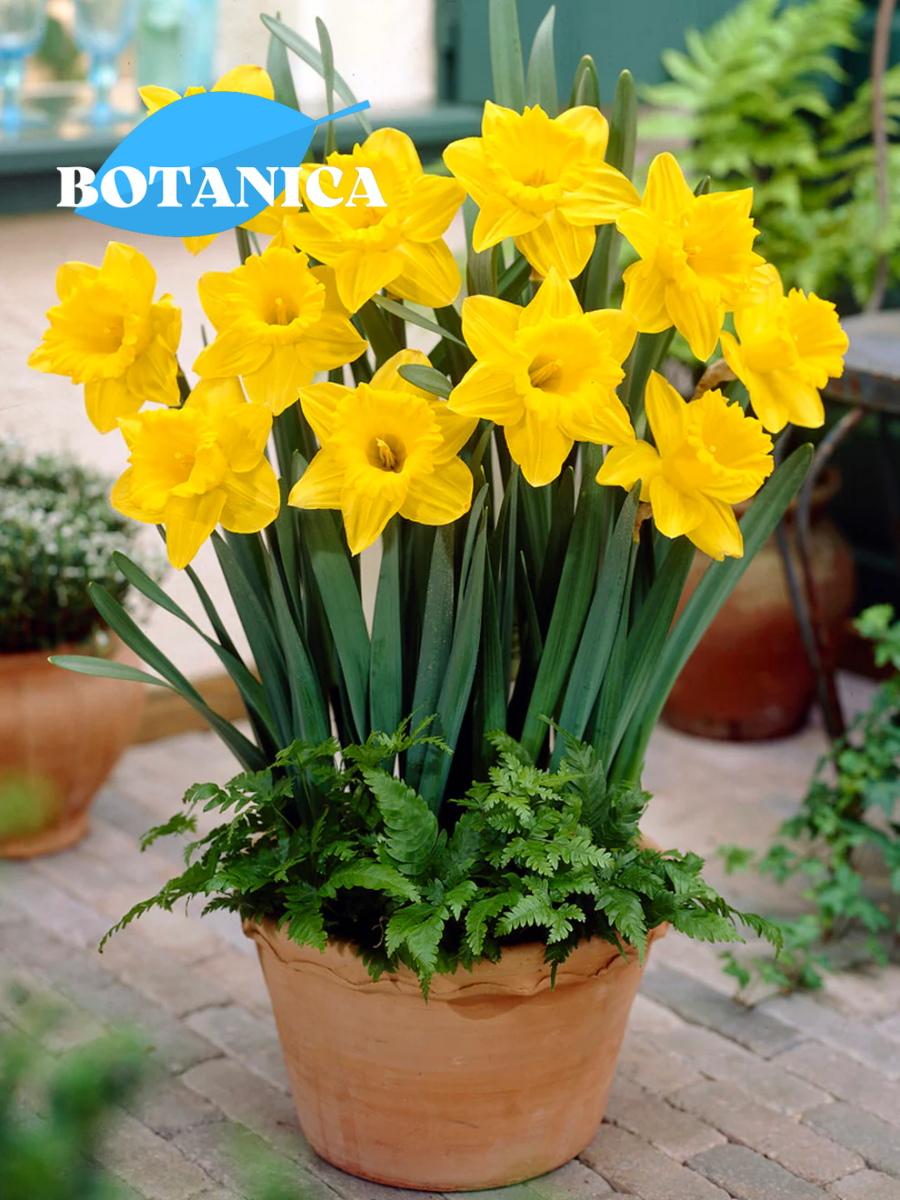 Луковицы цветов botanica garden Нарцисс Датч Мастер (3 штуки)