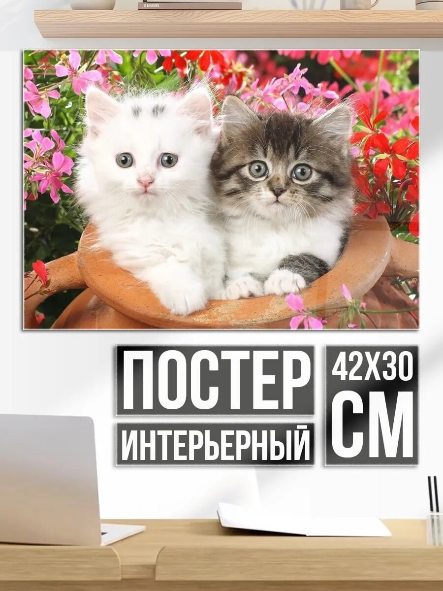 Плакат постер Два котенка в горшке