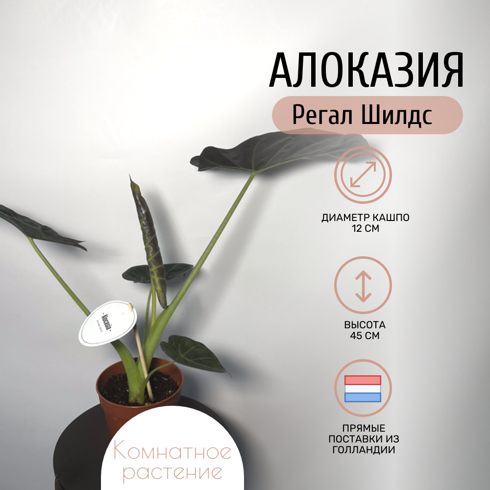 Комнатное растение Алоказия Регал Шилдс в транспортировочном кашпо высота 45 см