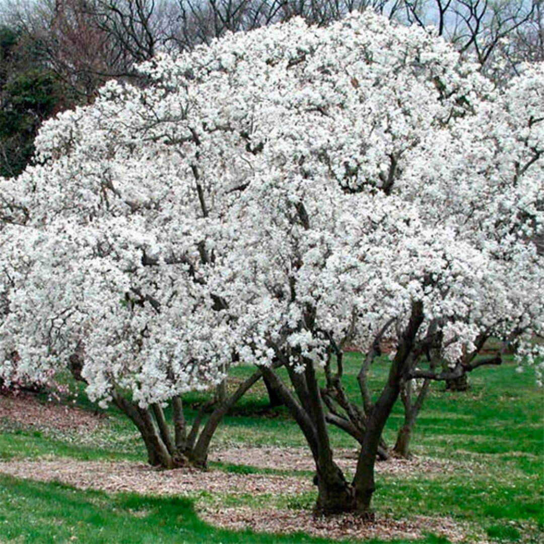 Магнолия кобус  Belgium Plants Van   Бельгия    1 саженец в горшке 15 20 см