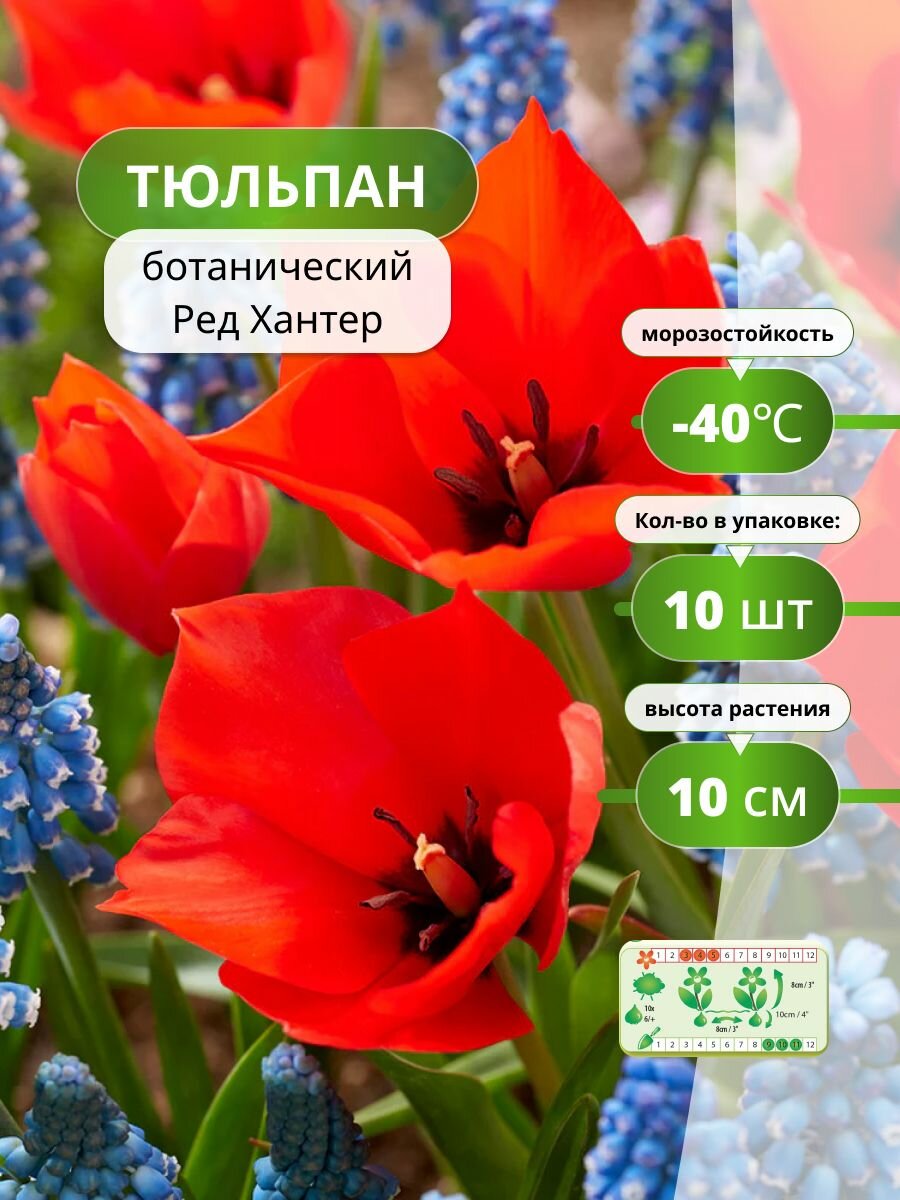 Тюльпан ботанический Ред Хантер (10 лук) / луковицы тюльпанов