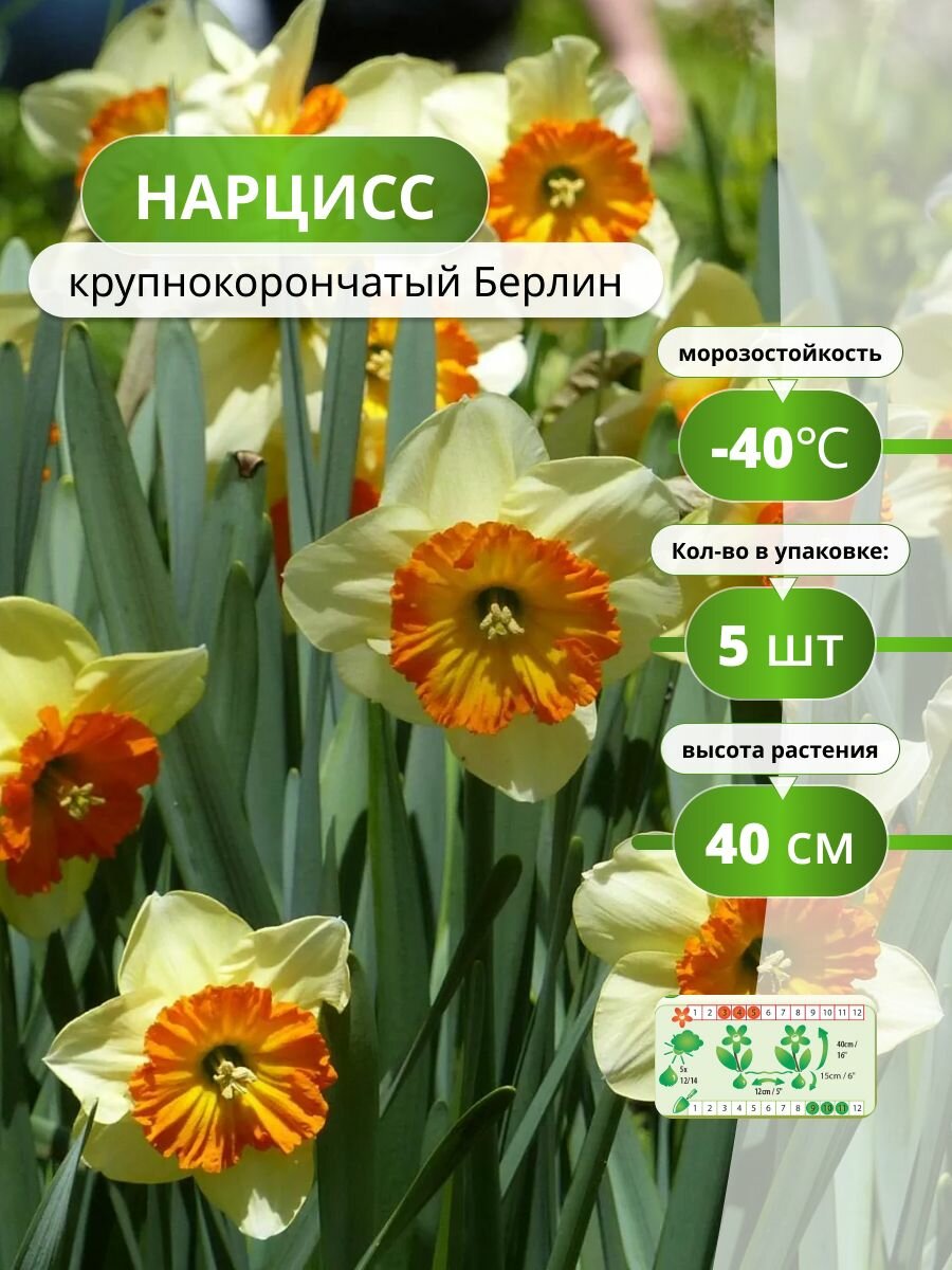 Нарцисс крупнокорончатый Берлин 5 лук / нарциссы луковицы многолетние