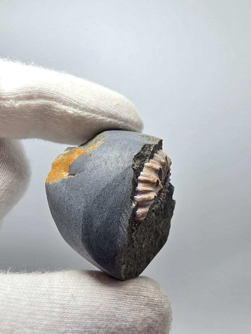 Аммонит перламутровый в породе 36 мм, 43 г. — фото 1