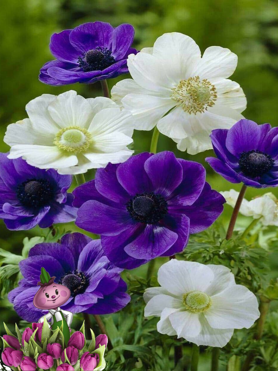 Луковицы цветов chipollino Flowers Анемоны SKY MIX (10 ЛУКОВИЦ)