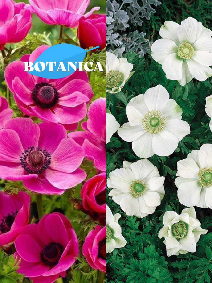 Луковицы цветов botanica garden TWIN анемона сильфида 10 ШТ / анемона ЗЕ брайд 10 ШТ (20 луковиц)