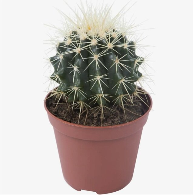 Эхинокактус Грузони - Echinocactus grusonii D12 H15