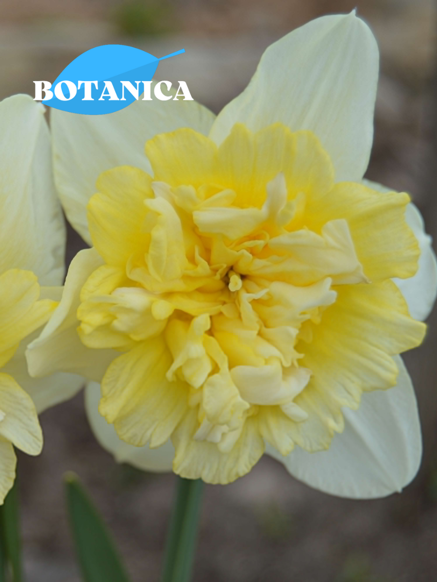 Луковицы цветов botanica garden Нарцисс Айс Кинг (3 штуки)