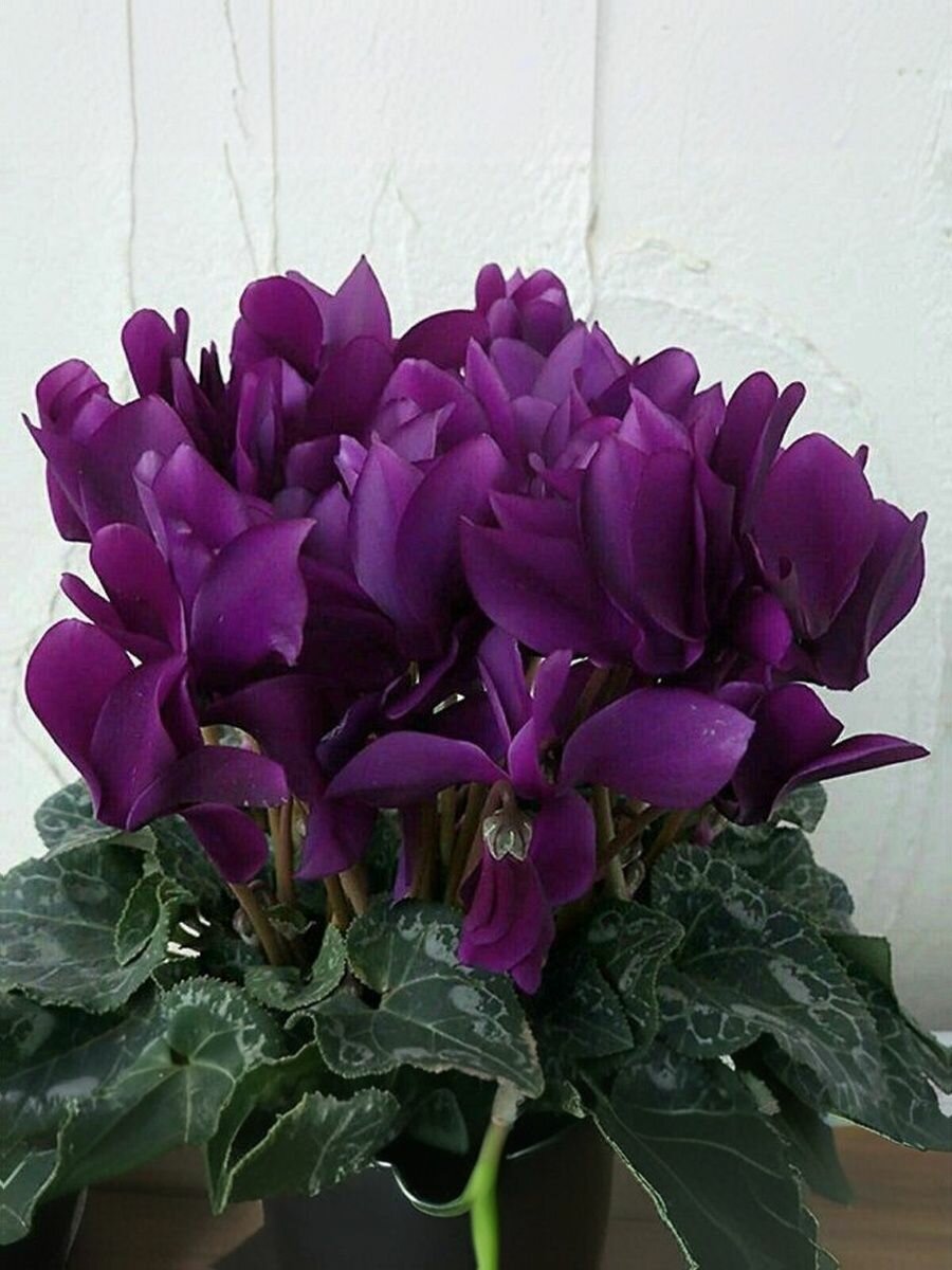 Цикламен сортовой семена