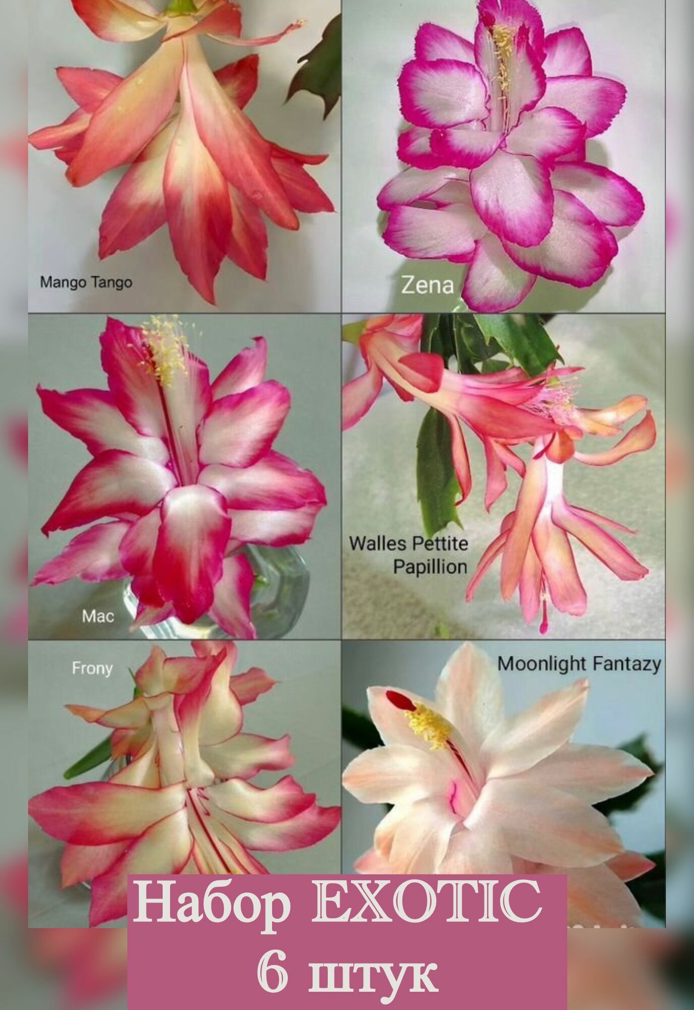 Декабрист шлюмбергера набор Exotic 6 сегментов