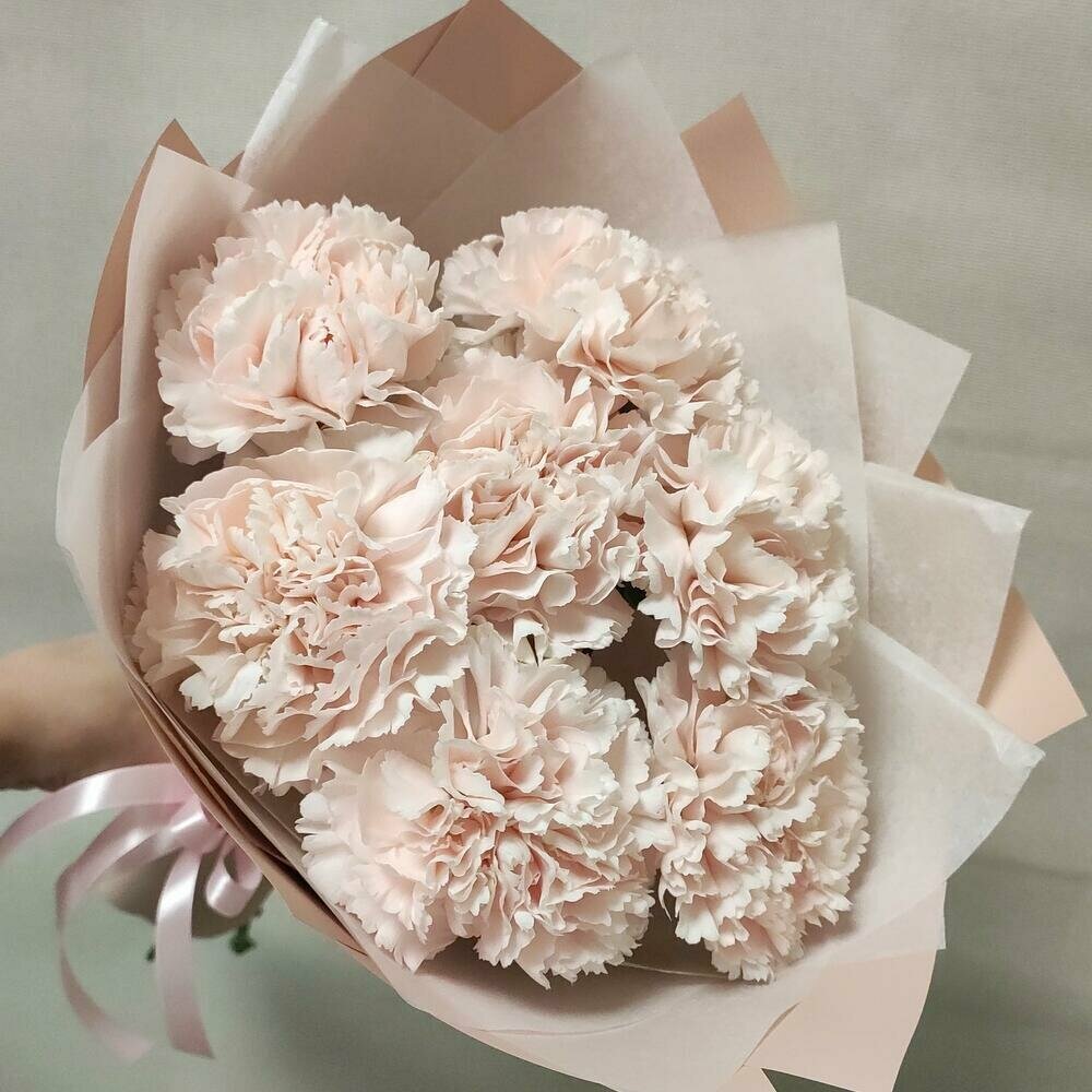 Букет цветов кремовая гвоздика (диантус) 7 штук монобукет (в упаковке)