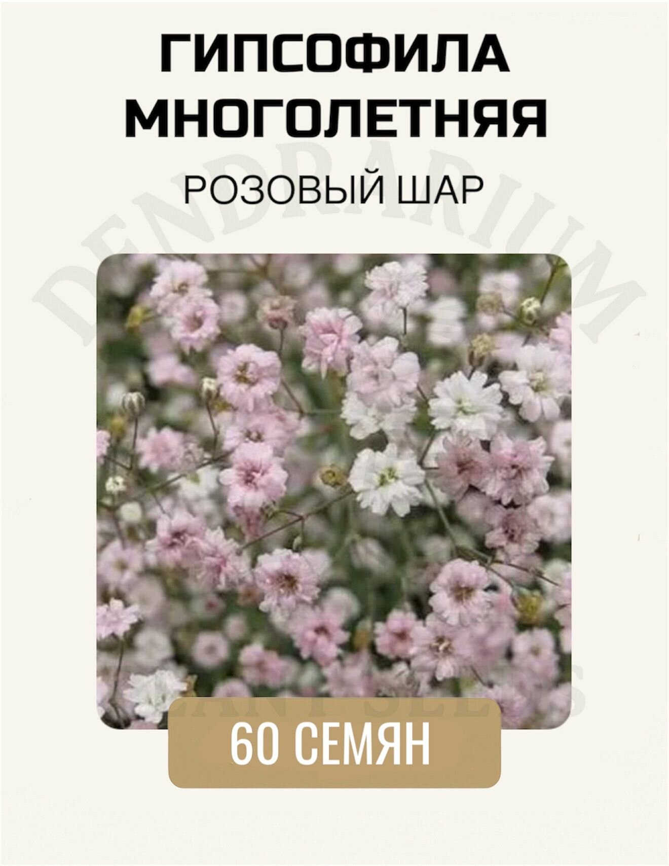 Гипсофила 