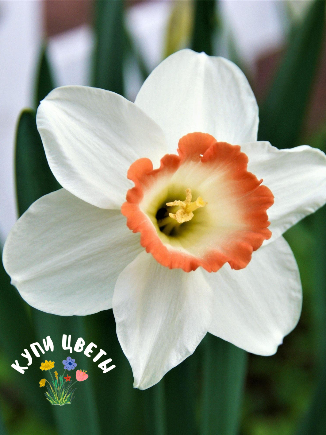 Луковицы цветов купи цветы Нарцисс Pink Charm (5 луковиц)