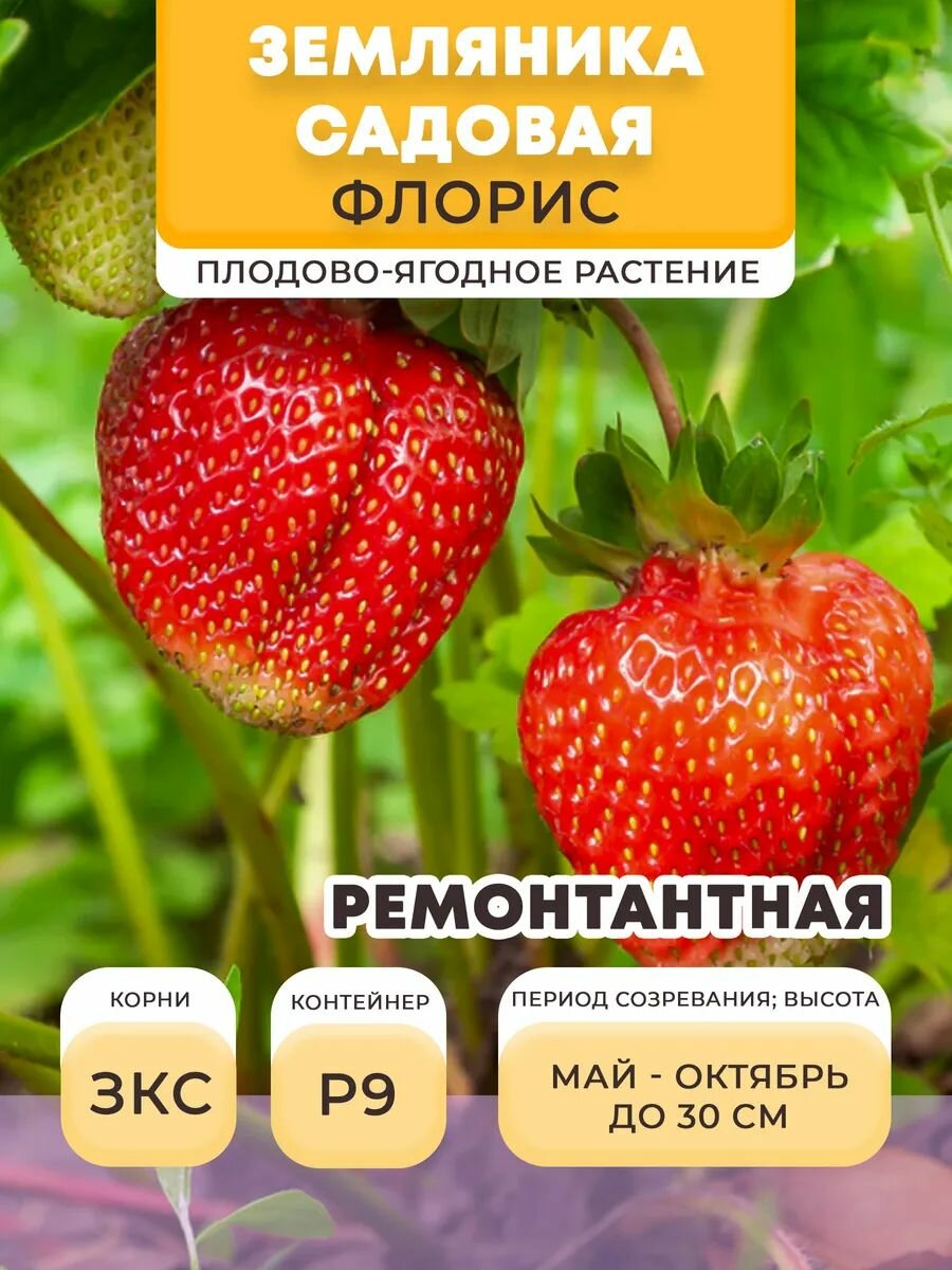 Земляника ремонтантная садовая Флорис в горшке P9 05 л многолетнее | Микроклон