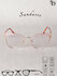 Женские очки SANDARIO в форме «кошачий глаз»