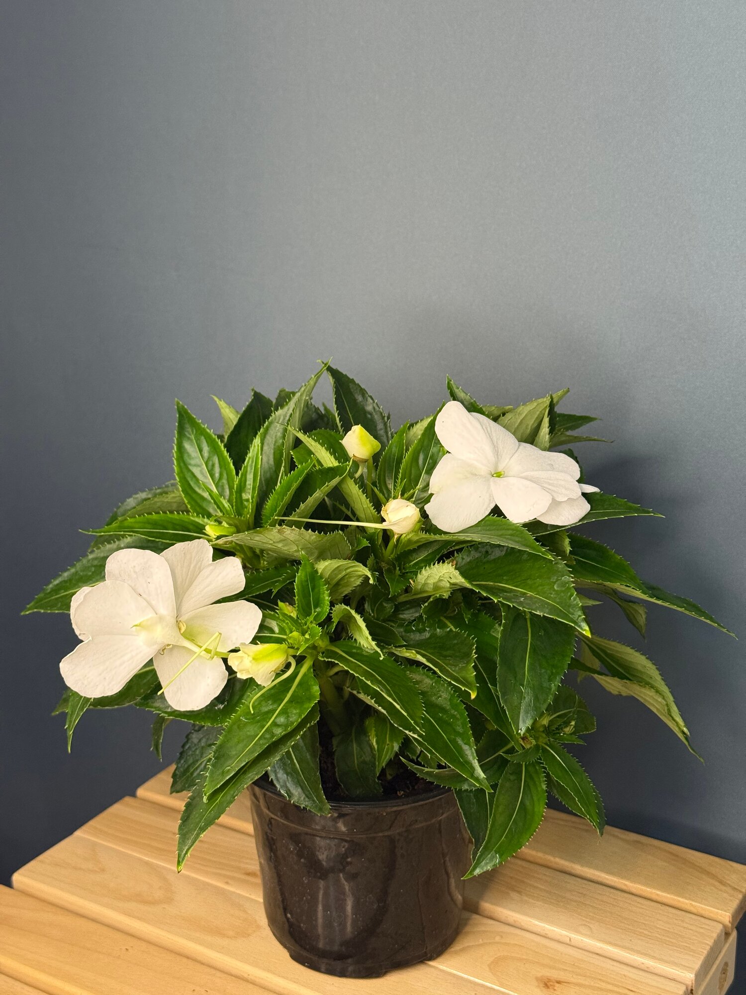 Бальзамин новогвинейский белый (Impatiens hawkeri) — нежное цветущее украшение