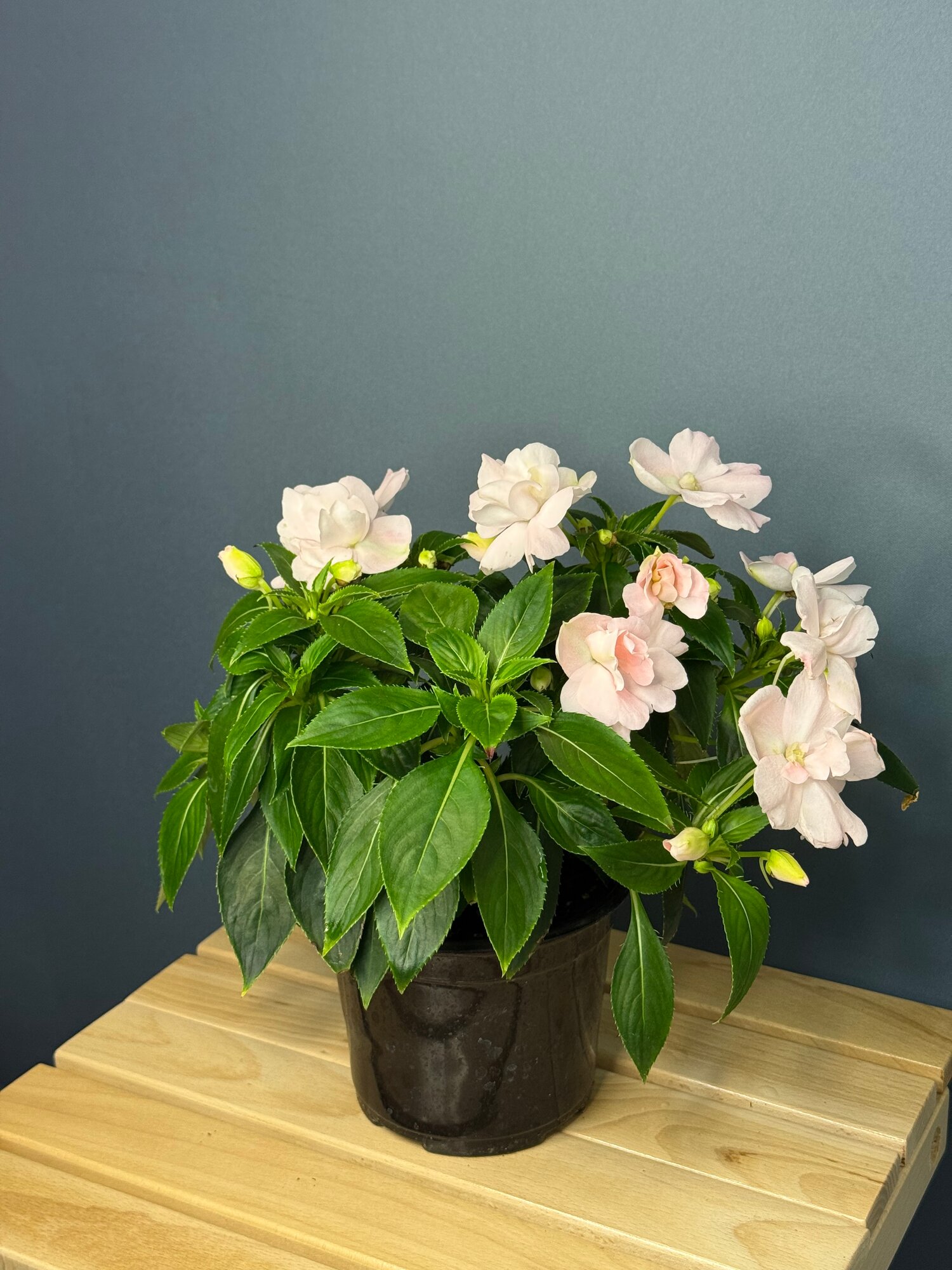 Бальзамин новогвинейский махровый нежно-розовый (Impatiens hawkeri)