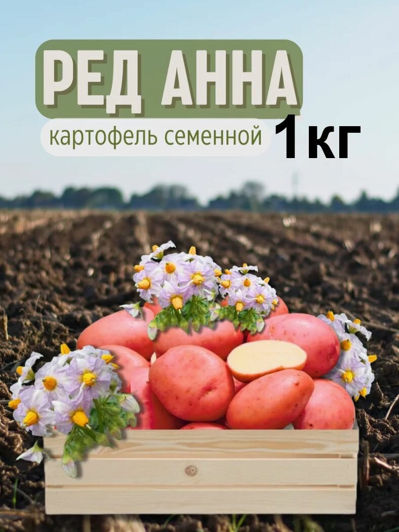 Картофель семенной Ред Анна 1 кг