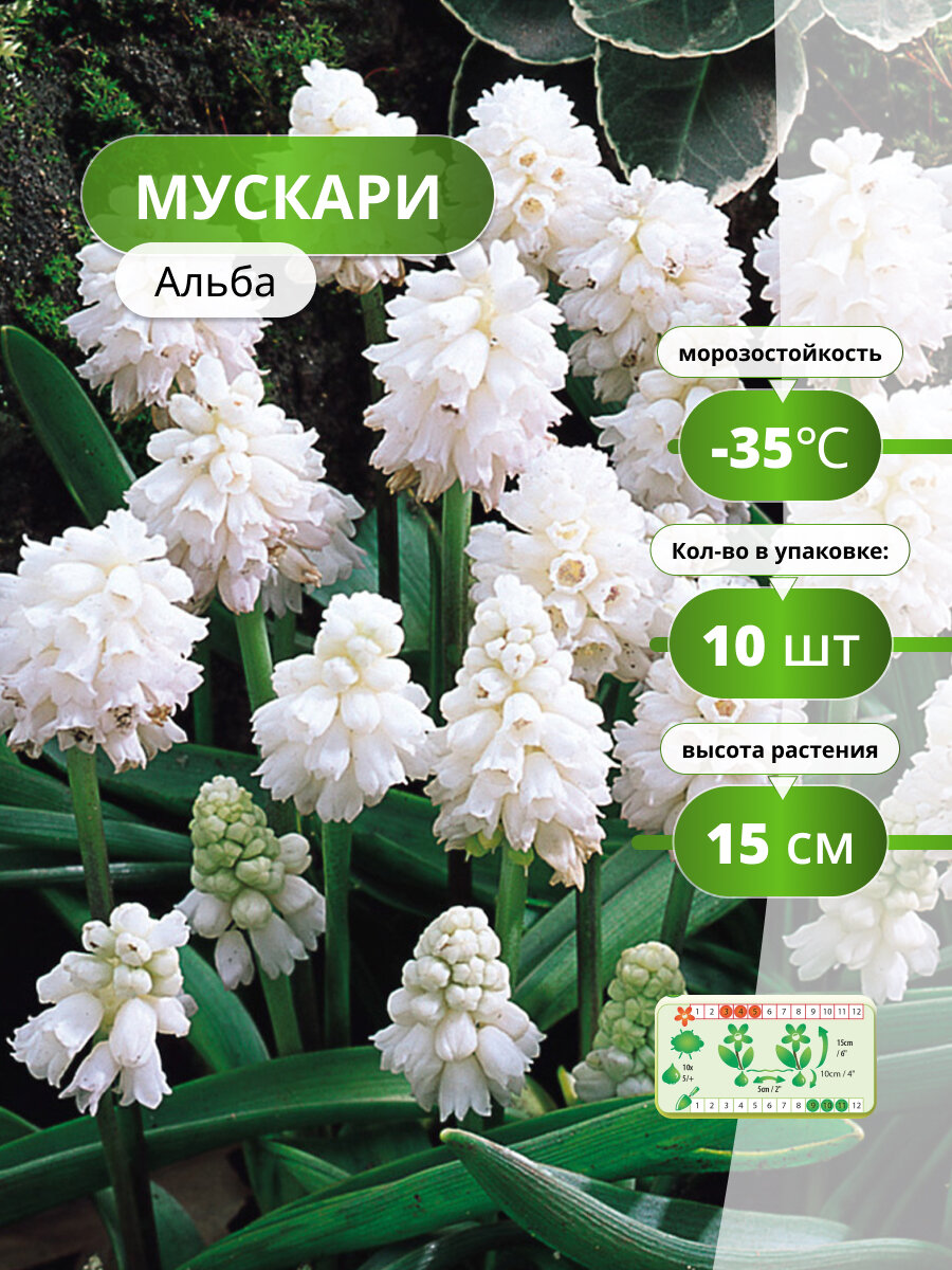 Мускари Альба (10 луковиц) / луковичные многолетние цветы белый