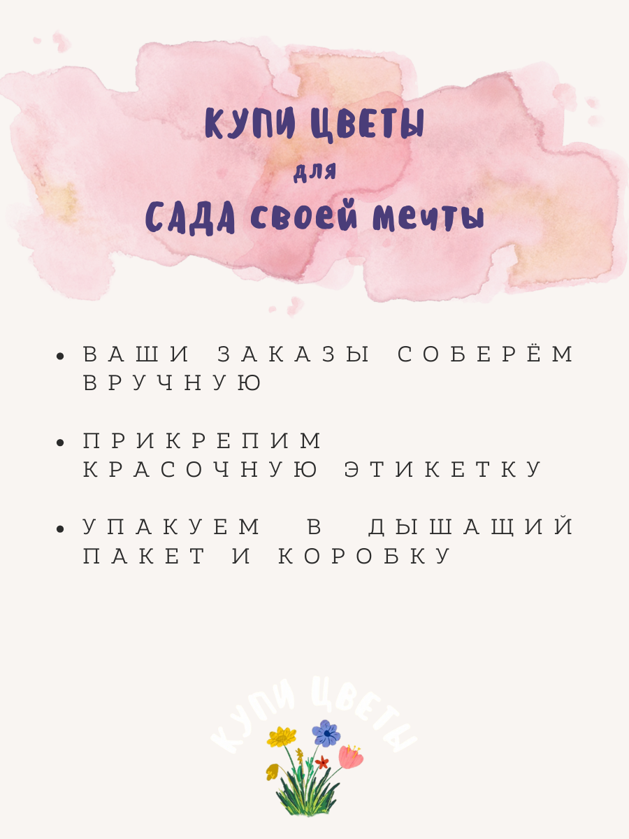 Луковицы цветов, купи цветы, Ранункулюс WHITE ( 10 луковиц ) — фото 1