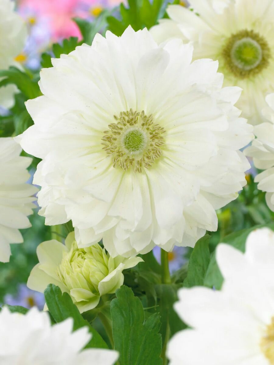 Анемона луковицы махровая Маунт Эверест 15 шт цвет белый высота 25 с