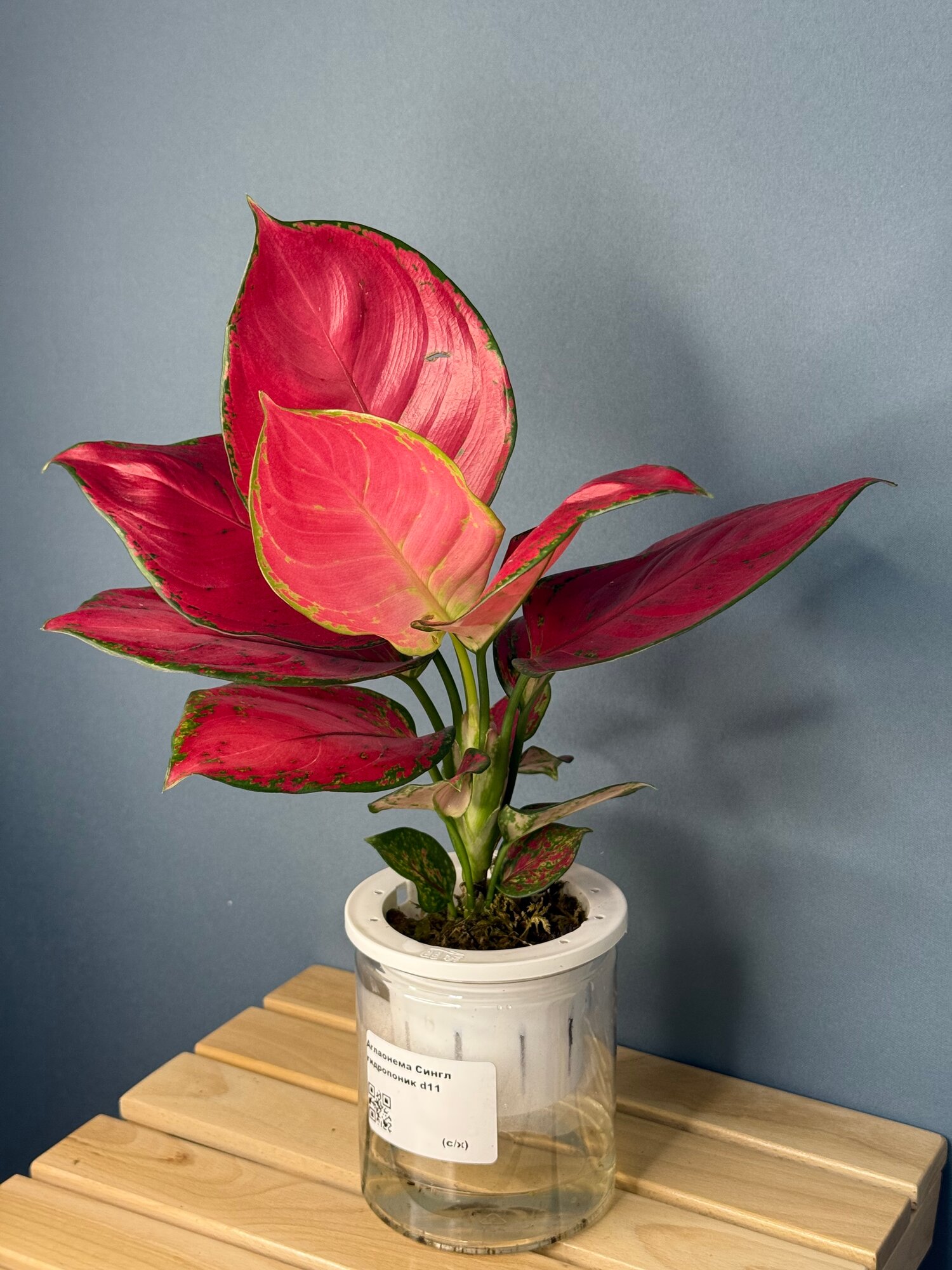 Аглаонема Сингл Голд (Aglaonema ‘Single Gold’) — роскошный акцент с яркой листвой