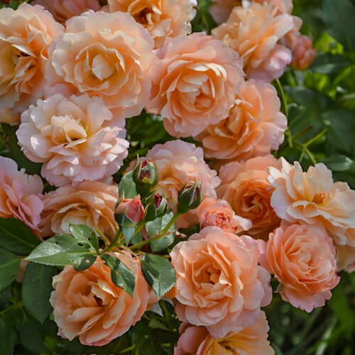 Изображение товара Роза плетистая Эприкот Скай (Apricot Sky), 1 шт, розы