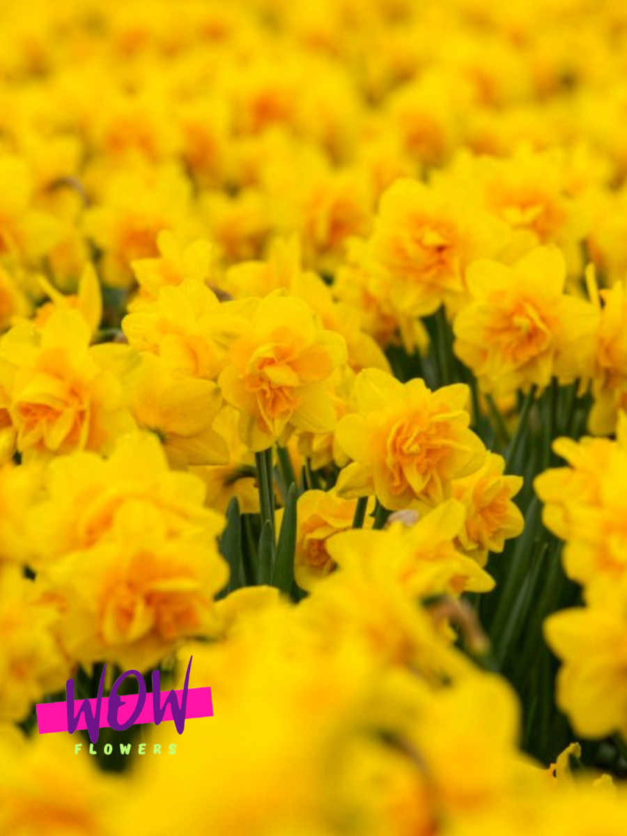 Луковицы цветов  WOW FLOWERS  Нарцисс Квинсдей  махровый желтый  ( 5 штук )