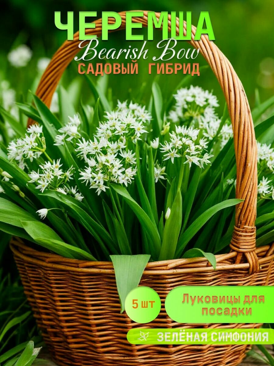 Черемша садовая - Лук медвежий (луковицы для посадки 5 шт) / клубни делёнки многолетних растений корни / для дачи сада дома и балкона