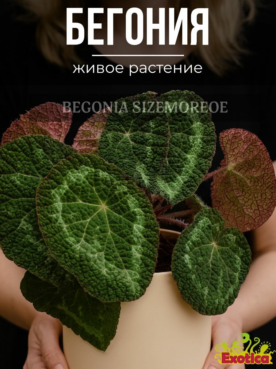 Бегония Сайзмор (Begonia Sizemoreоe) D12см живое растение