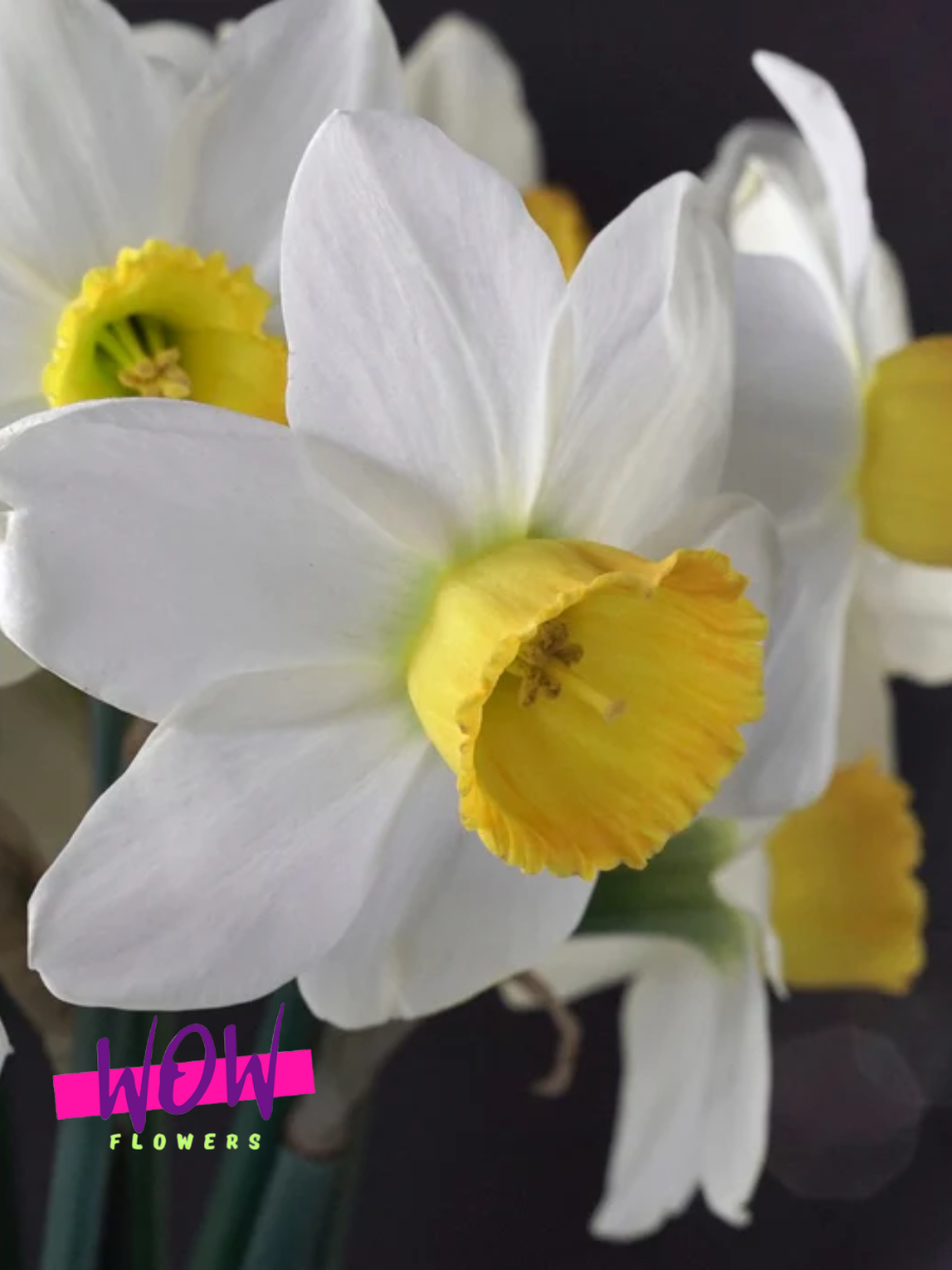 Луковицы цветов WOW FLOWERS  Нарцисс Джек Спэрроу бело-желтый ( 3 штуки )