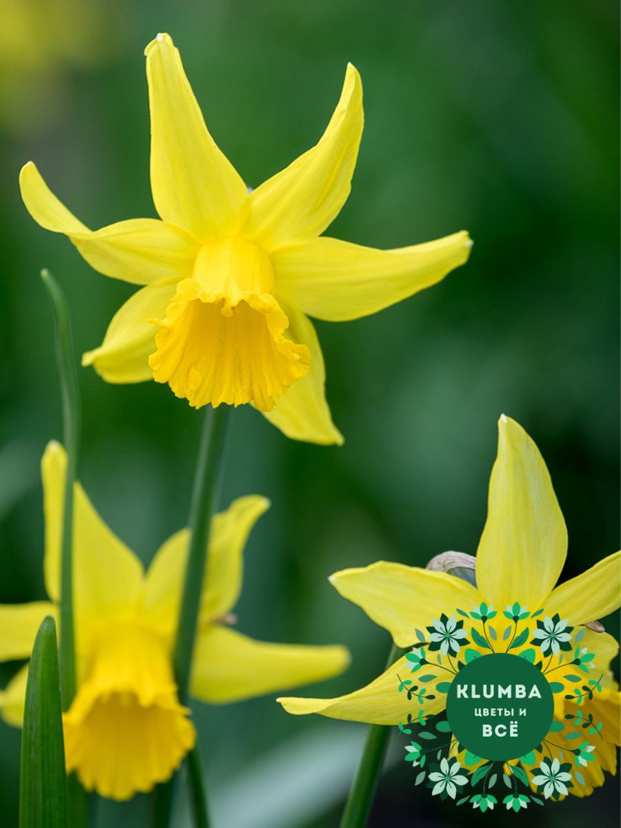 Луковицы цветов Клумба Нарцисс FEBRUARY GOLD ( 3 штуки ) желтый