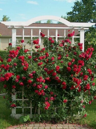 Изображение товара Роза канадская Квадра, 1 шт, морозостойкая, многолетняя, цвет красный