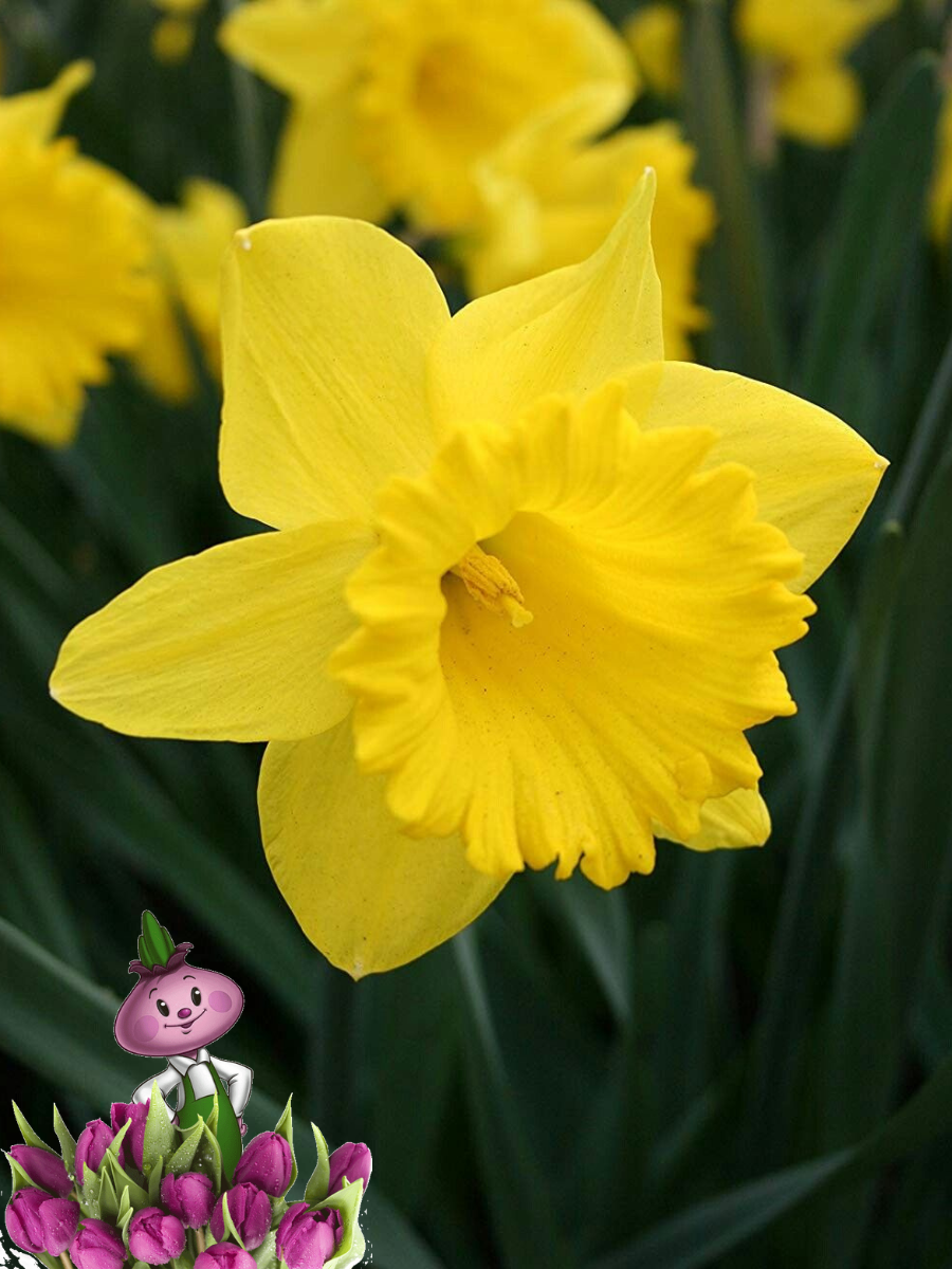Луковицы цветов Chipollino flowers Нарцисс DUTCH MASTER (3 луковицы)