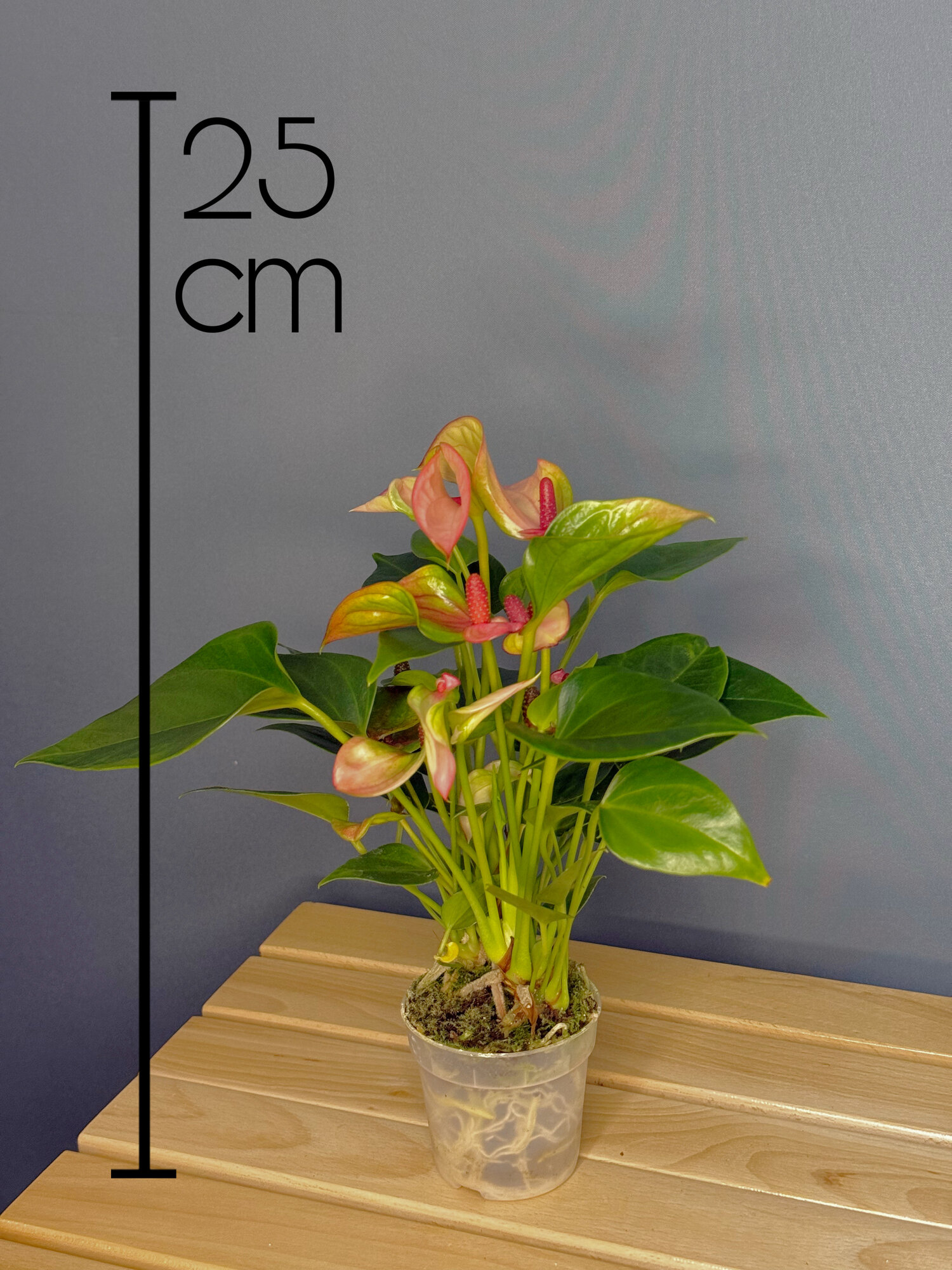 Антуриум Андреанум мини (Anthurium andreanum) — нежность в компактном формате