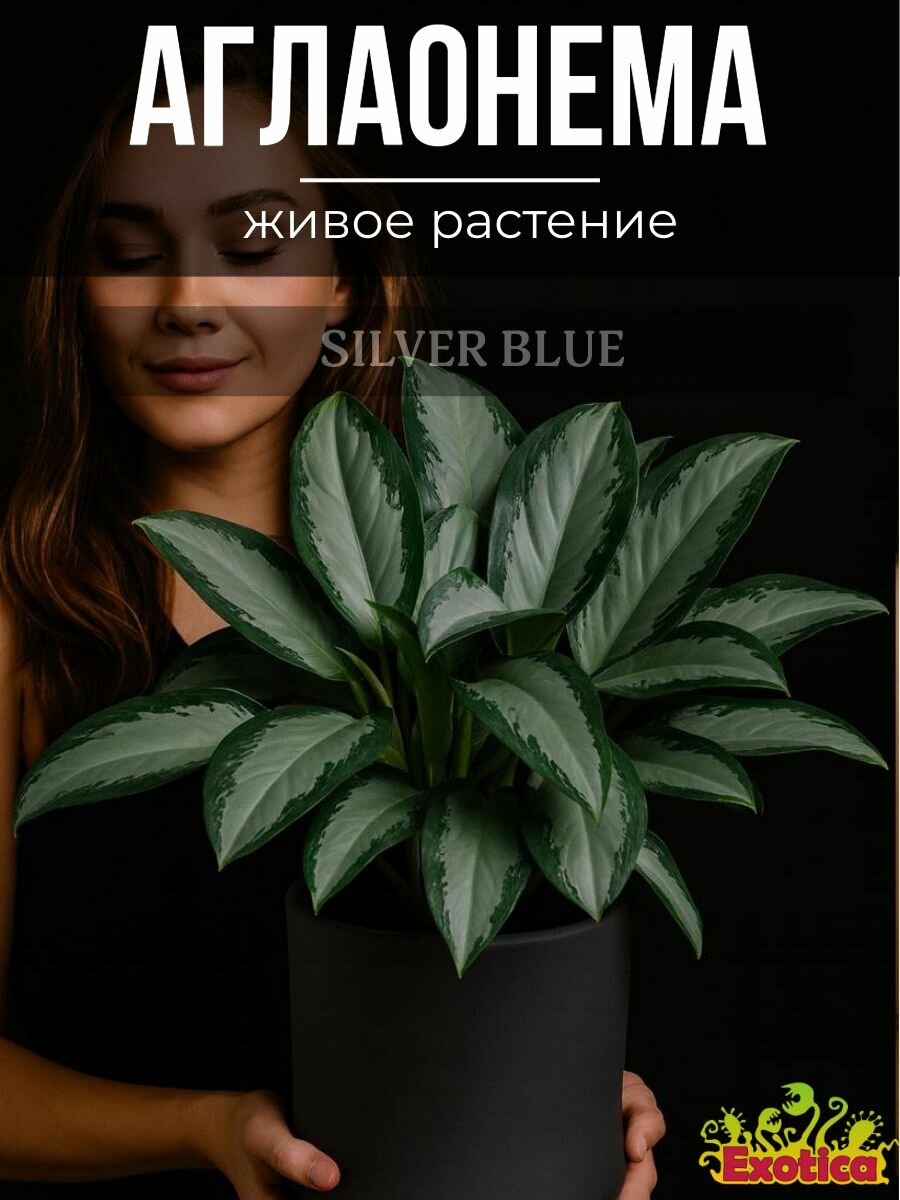 Аглаонема Сильвер Блю (Aglaonema Silver Blue) D12см комнатное растение