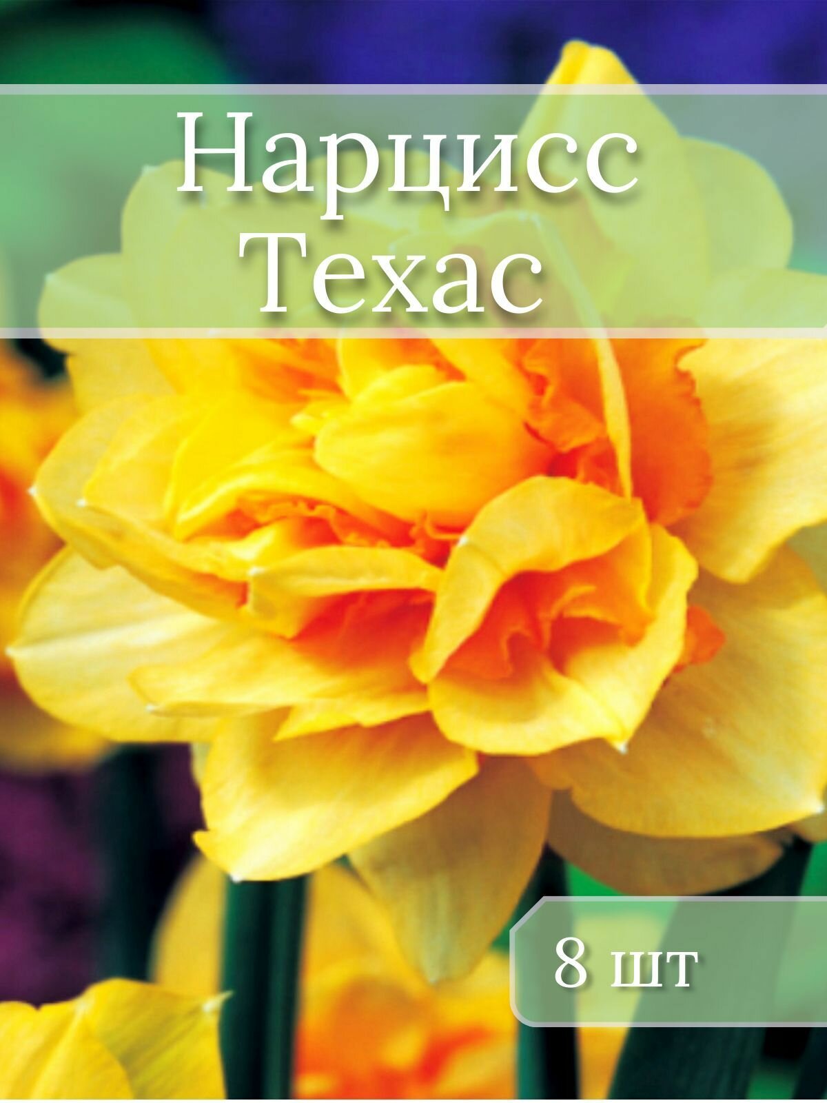 Нарцисс Техас 8шт.