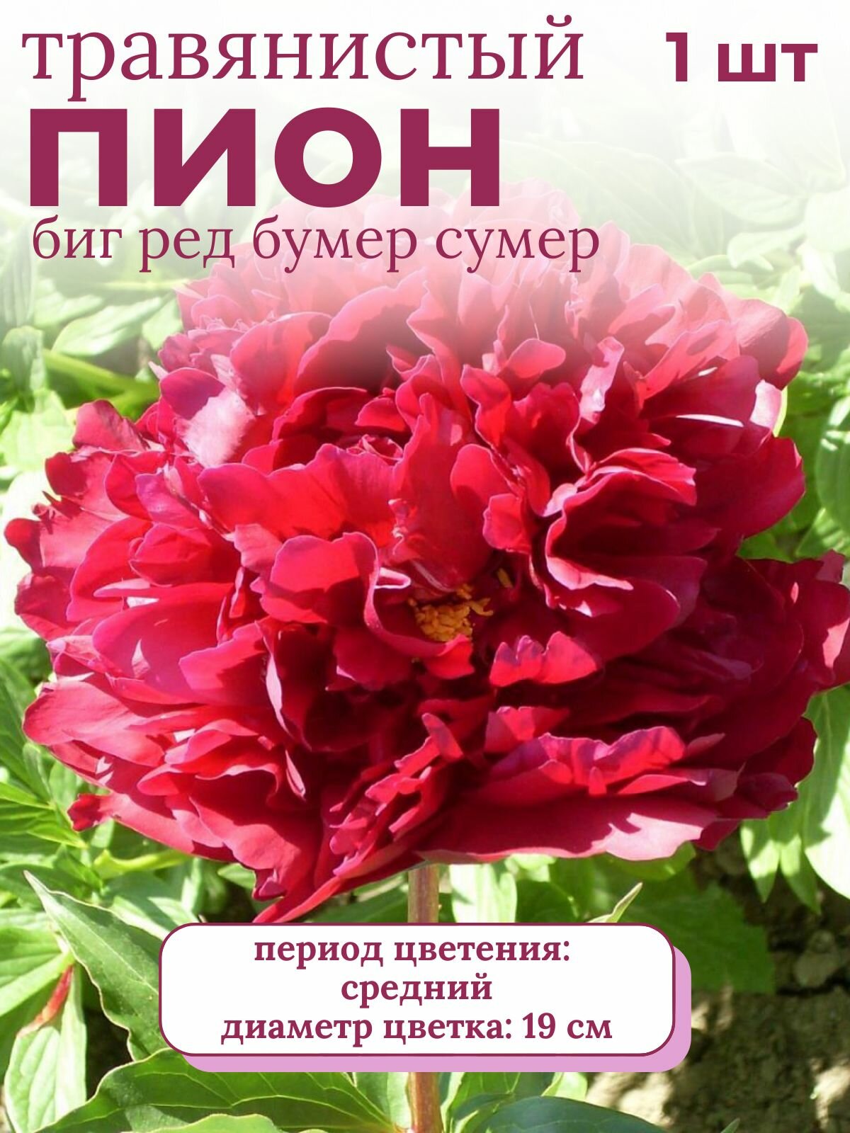 Пион травянистый многолетние цветы 1 шт