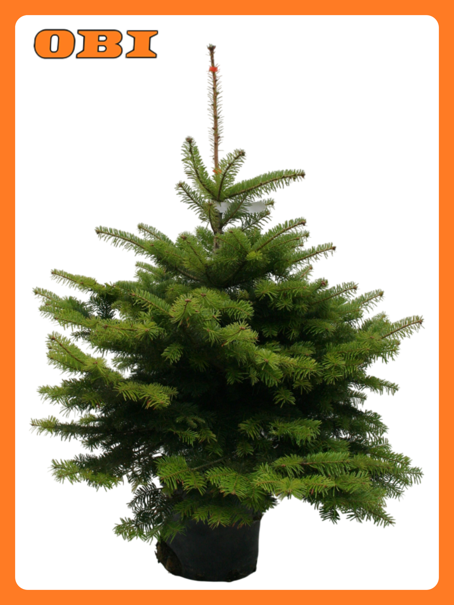 Растение Пихта нордманн премиум C12 H60-80