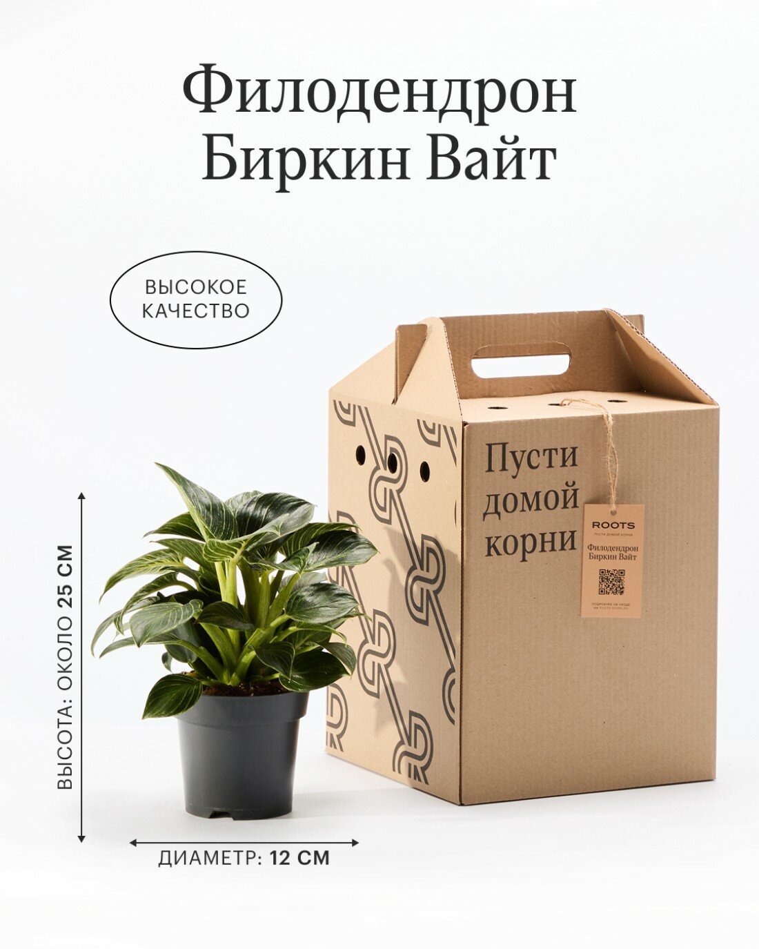 Филодендрон Биркин Вайт диаметр 12