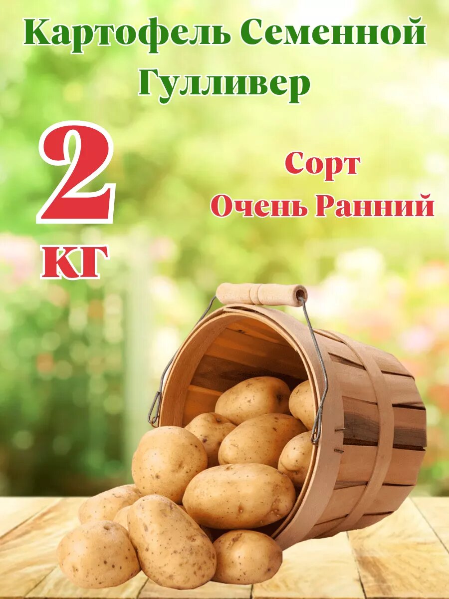 Картофель Семенной Гулливер 2кг