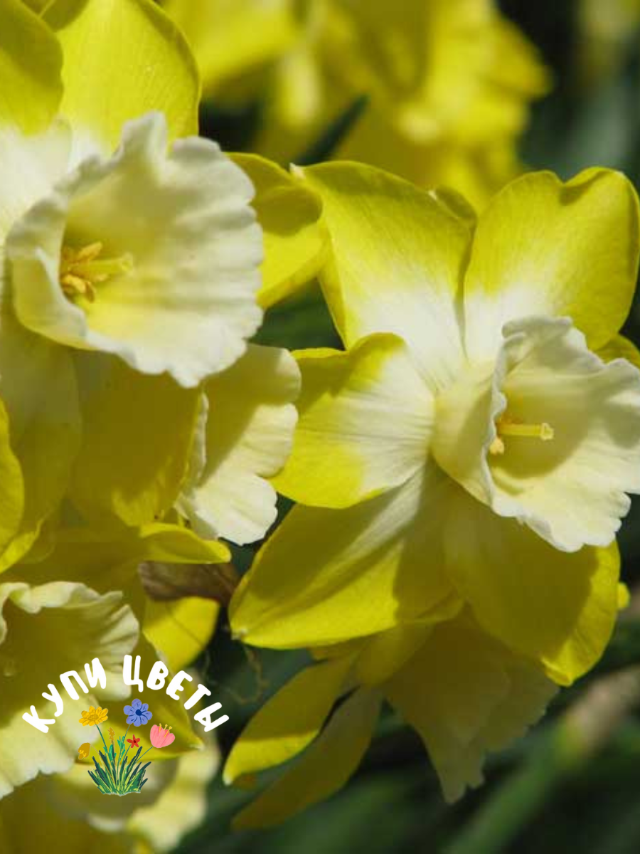 Луковицы цветов купи цветы Нарцисс VERDIN (5 луковиц) желто-белый