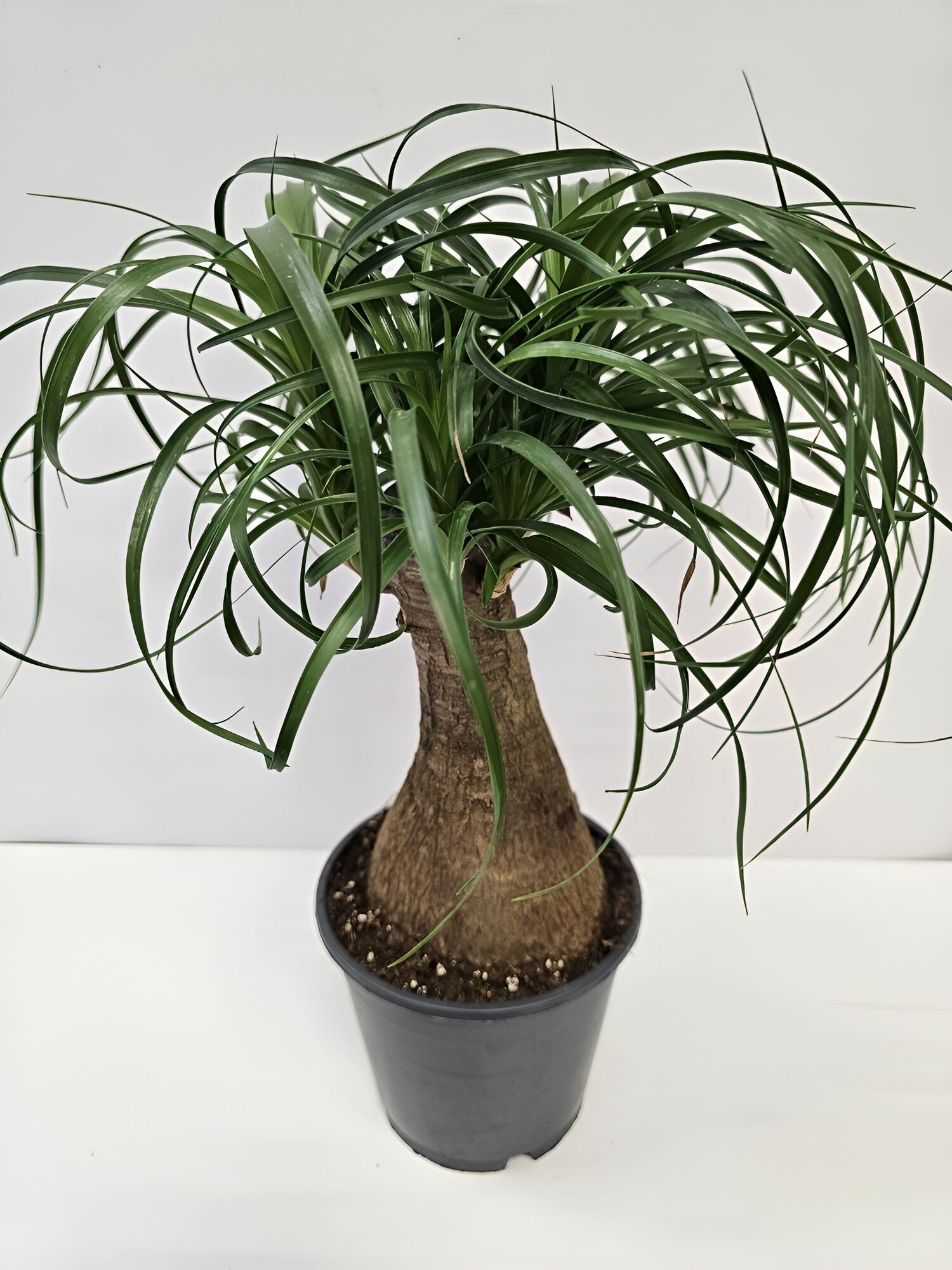 Бокарнея Нолина живое растение, диаметр горшка 14 см