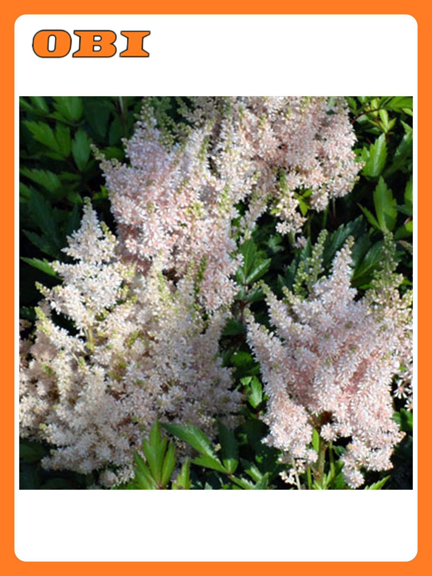 Саженец астильбы поиск V1.5 многолетнее высота 30 см полутень/солнце июньское цветение