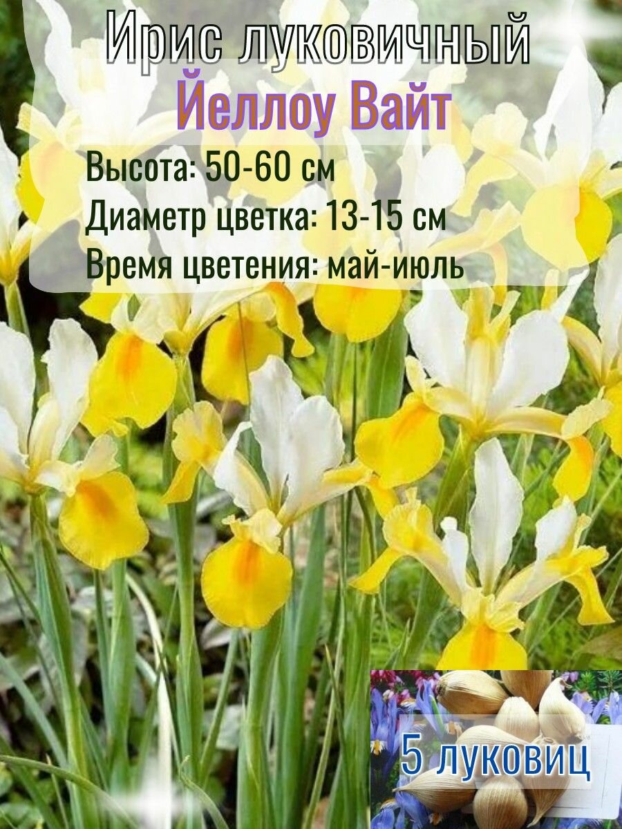 Ирис луковичный, многолетний 5 штук