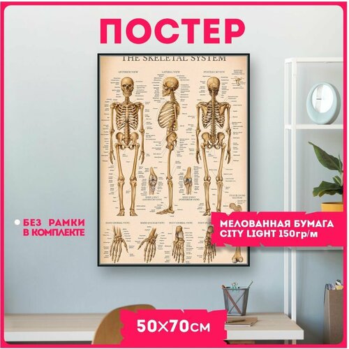 Постеры на стену Анатомия строение тела КРАСНИКОВА